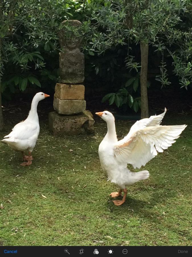 Saint-Germain-du-Seudre La Grange Bed & Breakfast エクステリア 写真